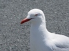 Seagull's Avatar